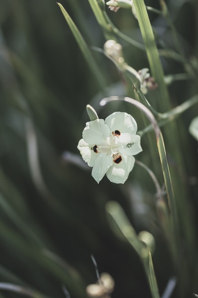 白花绿叶